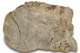 Hadrosaur (Edmontosaurus) Astragalus (Ankle Bone) - Wyoming #308276-1